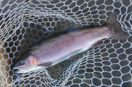 ６時間チャレンジ ～フィッシングパーク高島の泉～